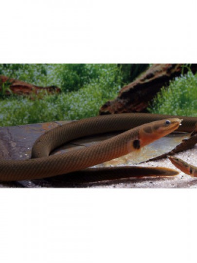 Peixe Corda